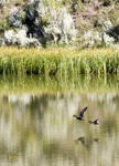 Mallard and Ringnecked Ducks 6973